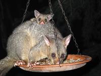 Possums