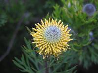 Native Flowers at Mt Annan